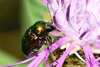 Chrysomele Chrysomele